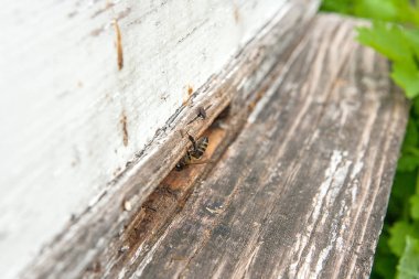 Arı kovanı, arı kovanı girişinde birkaç arılar