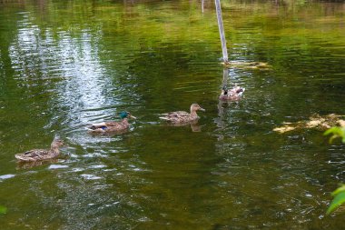 Yaz saati, bir su birikintisi üzerinde yüzen yeşilbaş ördekler grup.