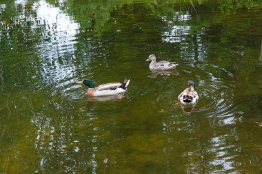 İki erkek yeşilbaş ördekler ve kadın yeşilbaş ördek bir pon üzerinde yüzen