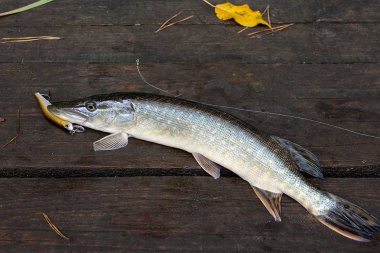 Antika ahşap zemin üzerine pike tatlısu balık.