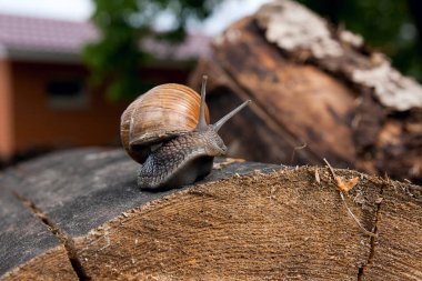 Bordo salyangoz (Helix, Roma salyangoz, yenilebilir snai görünümünü kapat