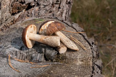Grup kahverengi kap çörek mantar (Boletus badius) doğal 