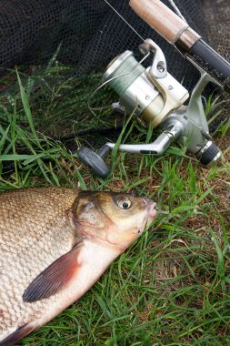 Tek tatlı su balığı ortak çipura ve olta ile reel üzerinde