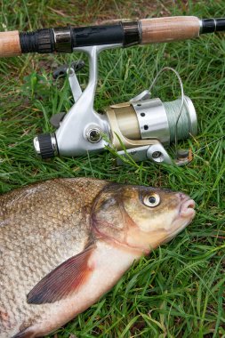 Büyük tatlı su ortak çipura ve olta zekâ görünümü kapatın