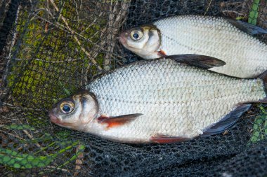 İki tatlı su balık çipura veya siyah Fishing Gümüş Balık beyaz 