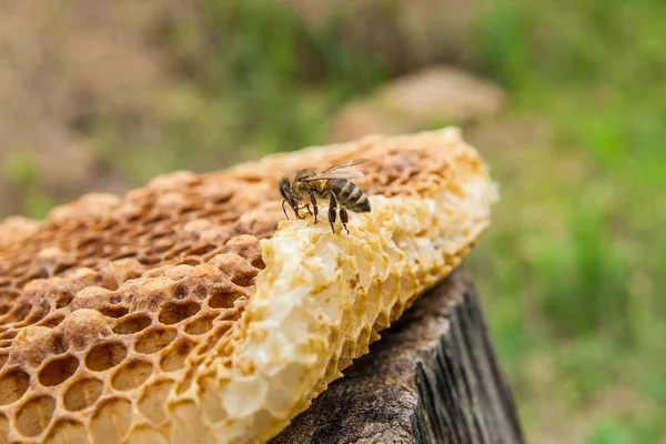 Zár megjelöl kilátás nyílik a dolgozó méhek a méhsejt az édes hon — Stock Fotó