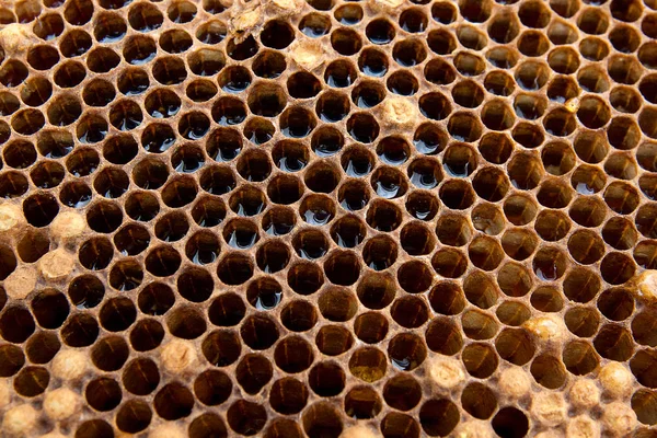 Närbild bild av honeycomb med honung på vintage bakgrund — Stockfoto