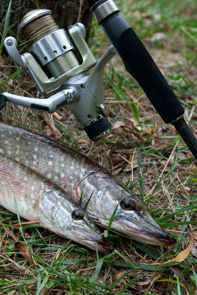 Freshwater pike fish and fishing equipment lies on green grass