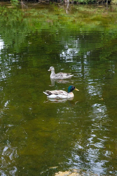 Dos ánades reales flotando en un estanque a la hora de verano . — Foto de Stock