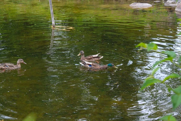Gruppe Stockenten schwimmt im Sommer auf einem Teich. — Stockfoto