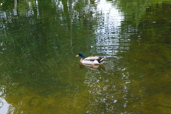 夏天在池塘边关闭了一只路过的野鸭 — 图库照片