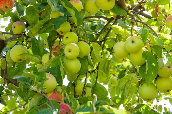 Błyszczący pyszne jabłka, zwisające z gałęzi drzewa jabłko lub — Zdjęcie stockowe