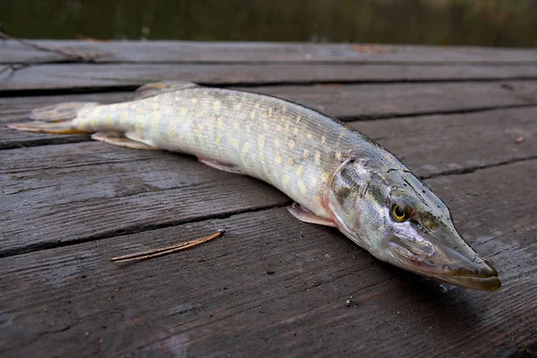 Pesce luccio d'acqua dolce su fondo di legno vintage . — Foto Stock