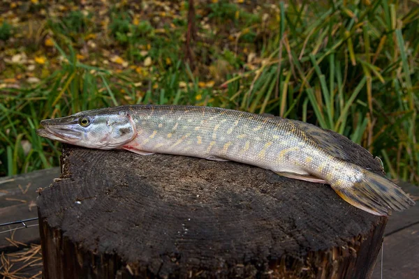 Freshwater pike fish lies on a wooden hemp — Stock Photo, Image