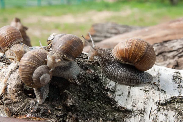 Группа больших бургундских улиток (Helix, Roman snail, edible snail , — стоковое фото