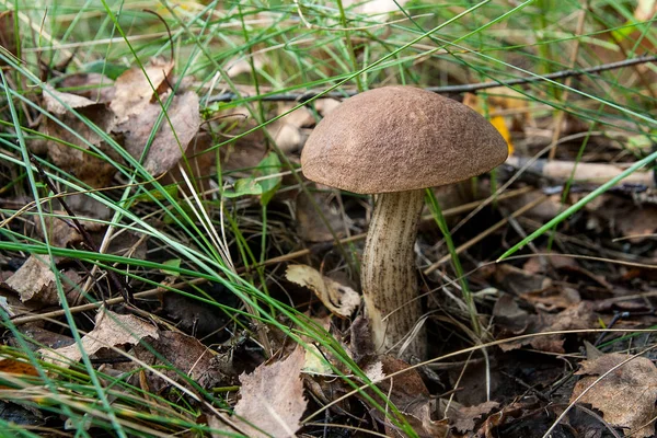 Крупним планом вид на коричневу шапочку болету, що росте в лісі . — стокове фото