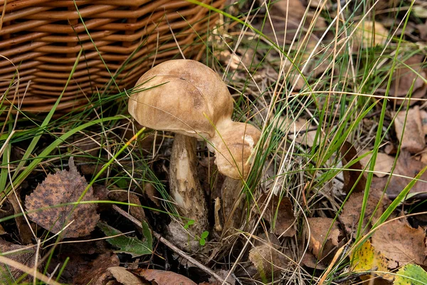 Vista de cerca de dos boletus de gorra marrón creciendo en el bosque . —  Fotos de Stock