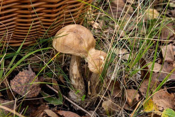 Nahaufnahme von zwei Steinpilzen, die im Wald wachsen. — Stockfoto