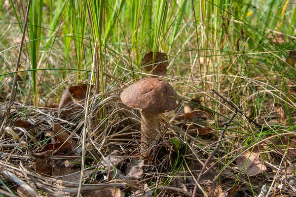 Ormanda büyüyen kahverengi kap çörek görünümünü kapat.