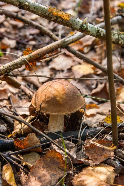 Forest mushroom brown cap boletus growing in a green moss — Stock Photo, Image