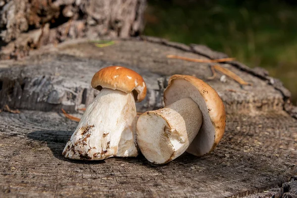 Группа собранных свиных грибов (Boletus edulis, porcino или — стоковое фото