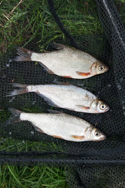 Plusieurs poissons d'eau douce : daurade blanche ou poisson argenté, nase commune — Photo