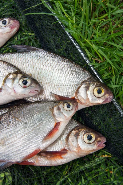 Montón de la dorada blanca o peces de plata y la dorada de ojo blanco con — Foto de Stock