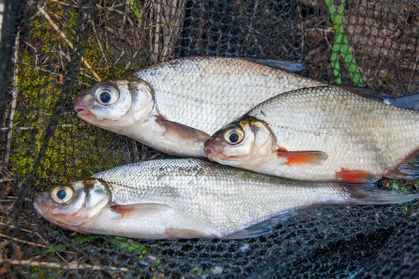 Several freshwater fish: white bream or silver fish, white-eye b — Stock Photo, Image
