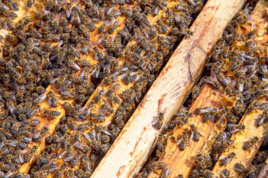 Petek üzerinde arıların sısıntisini gösteren açık kovan