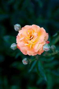 Garde büyüyen güzel gül çalı