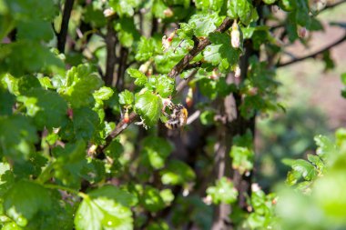 Bektaşi üzümü çalı çiçek polen ve nektar toplama bumblebee