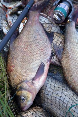 Başarılı balıkçılık - iki tatlı su çipura balık ve olta 