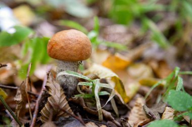 Vahşi doğada tek kırmızı boletus mantarı. Kırmızı boletus mantar gr