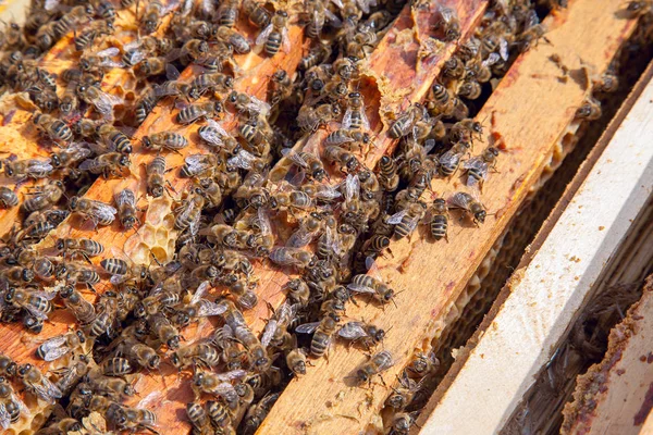 Offener Bienenstock, der zeigt, wie die Bienen auf einer Wabe schwärmen — Stockfoto