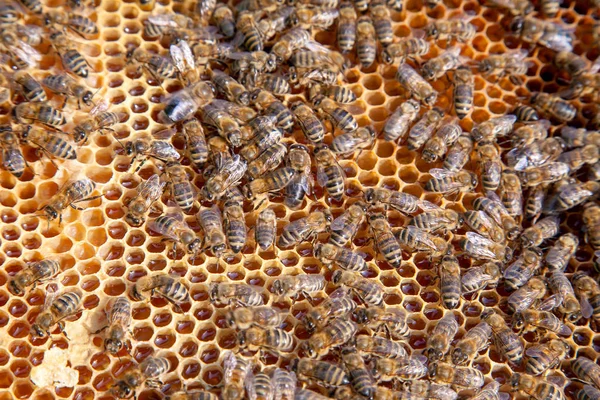 Abelha de trabalho no favo de mel com mel doce — Fotografia de Stock
