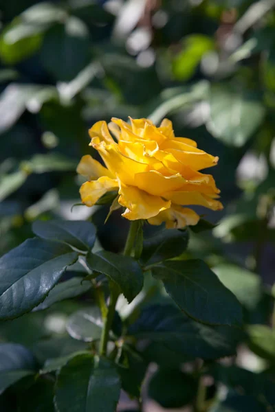 Nádherná růžová růže, rostoucí v garde — Stock fotografie