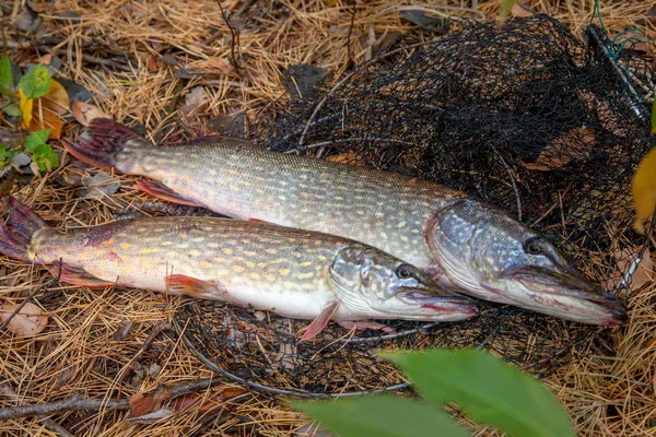 Freshwater pike fish. Two Freshwater pikes fish lies on keep net — Stock Photo, Image
