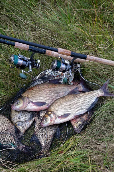 Pesca exitosa: dos besugo de agua dulce y caña de pescar —  Fotos de Stock