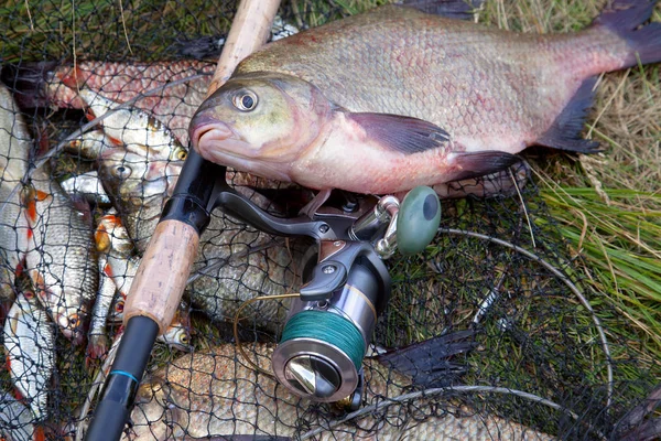 Successful fishing -  big freshwater bream fish and fishing rod