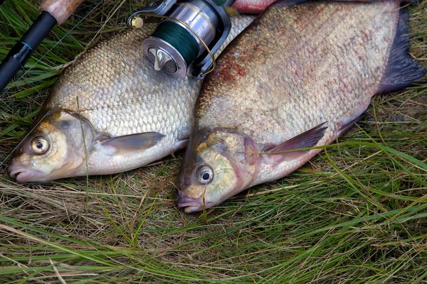 La pesca exitosa - la pila de los peces grandes de agua dulce de la dorada y el pez —  Fotos de Stock