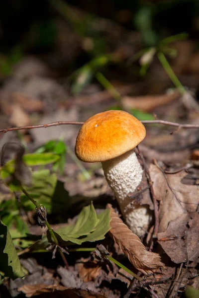 Single red boletus mushroom in the wild. Red boletus mushroom gr — Stock Photo, Image
