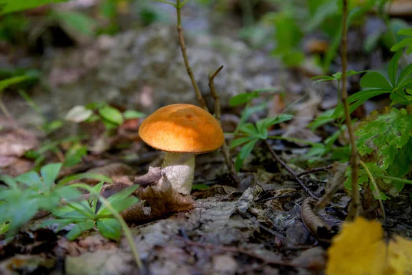 Seta boletus roja única en la naturaleza. Seta boletus roja gr — Foto de Stock