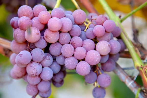 Bunch of grapes with pink and green berries in the garde — Stock Photo, Image