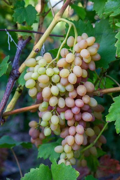 Um bando de uvas cor-de-rosa com grandes bagas na garde — Fotografia de Stock