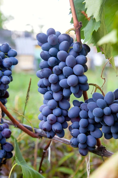 Um bando de uvas azuis na garde — Fotografia de Stock