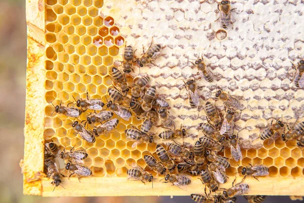 Закрыть вид на работающую пчелу на медовой гребенке сладкой медовой — стоковое фото