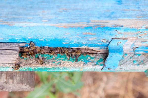 Swarming bees at the entrance of blue beehive in apiary — Stock Photo, Image