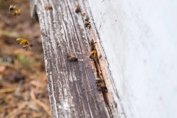 Abelhas enxameadoras na entrada da colmeia branca em apiário — Fotografia de Stock