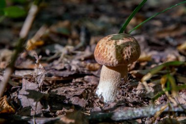 Vahşi doğada tek boletus mantarı. Porcini mantar t yetişir