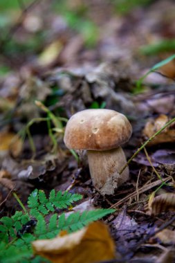 Vahşi doğada tek boletus mantarı. Porcini mantar t yetişir